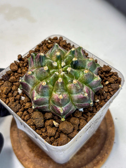 Gymnocalycium Neon (gy16) (3) | Variegated cactus