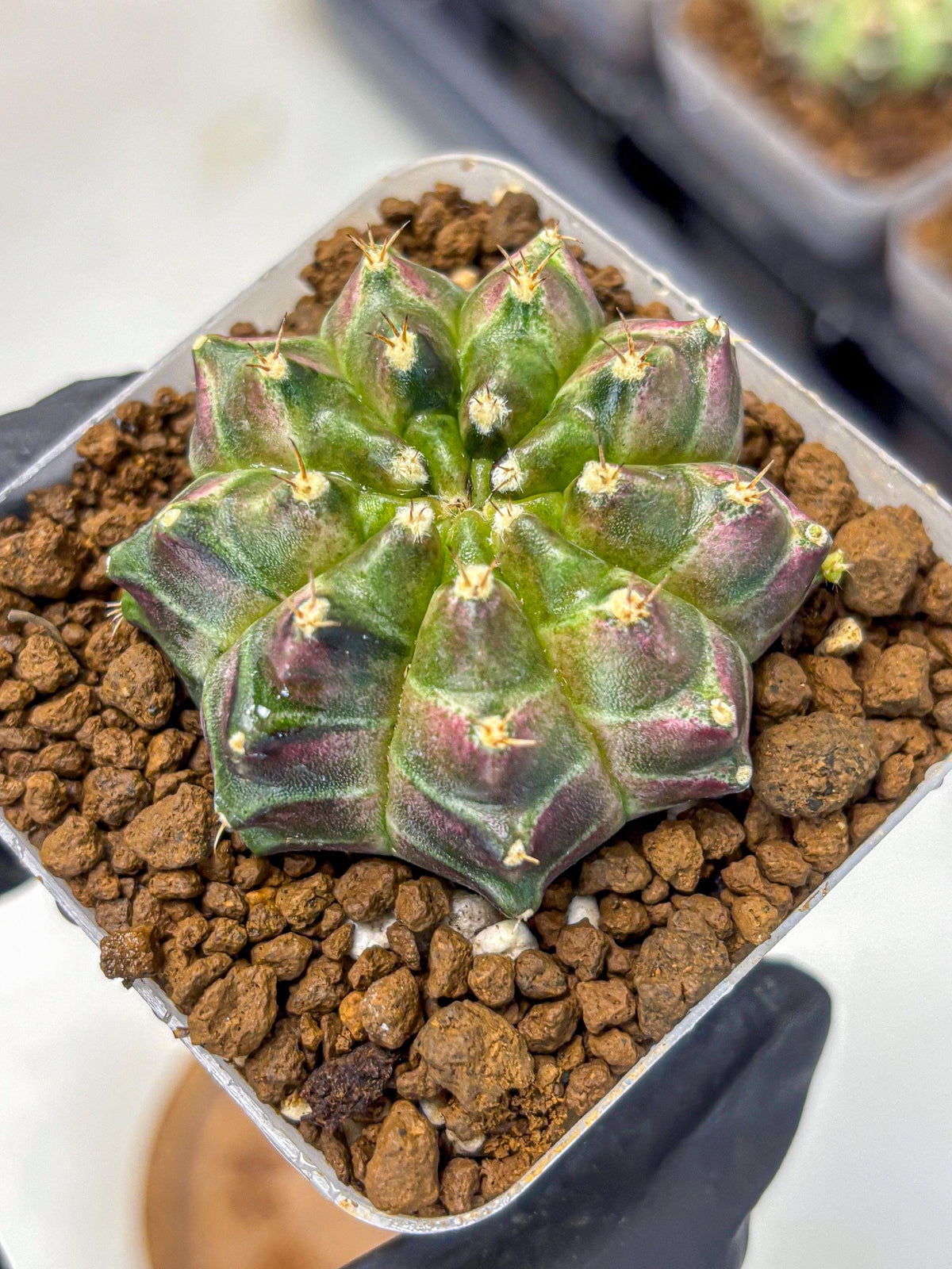 Gymnocalycium Neon (gy16) (3) | Variegated cactus