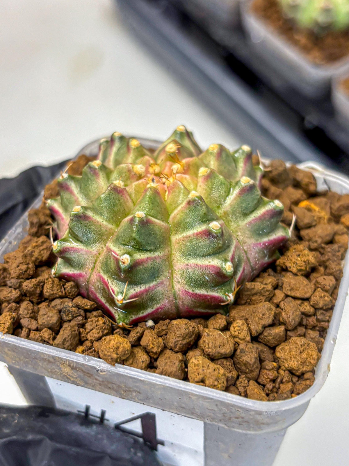 Gymnocalycium Neon (gy16) (4) | Variegated cactus