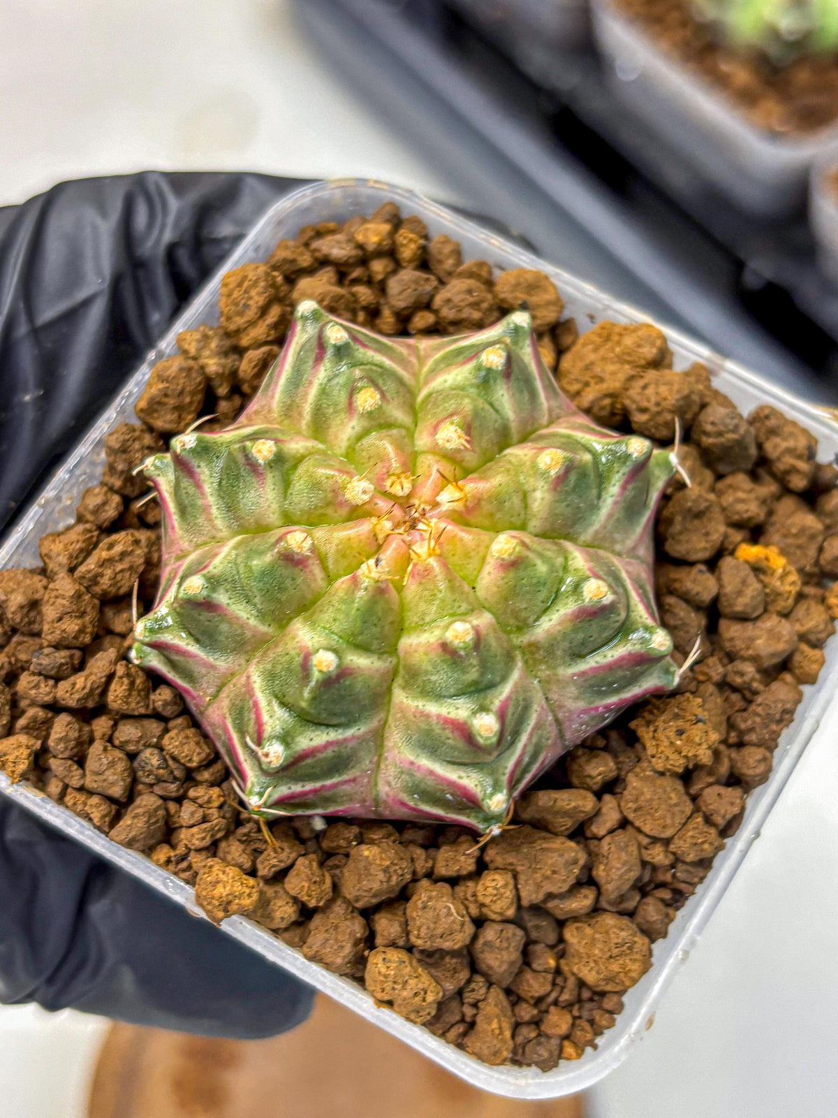 Gymnocalycium Neon (gy16) (4) | Variegated cactus