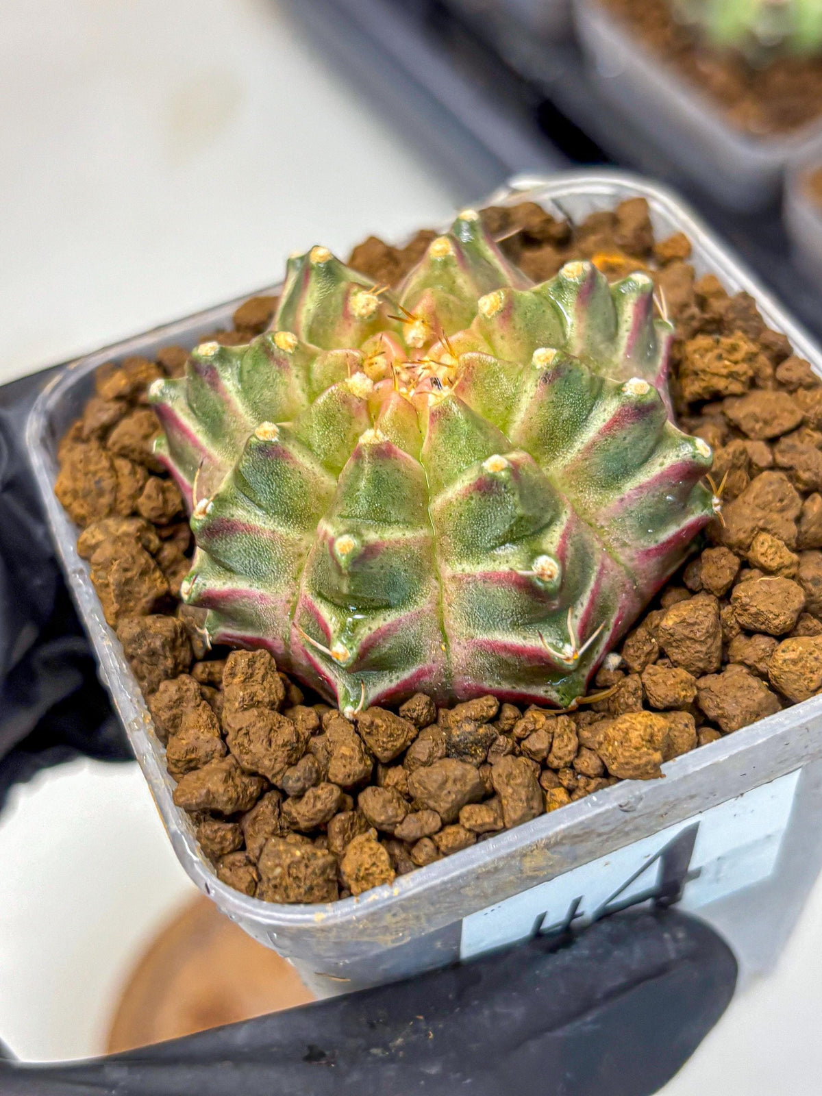 Gymnocalycium Neon (gy16) (4) | Variegated cactus