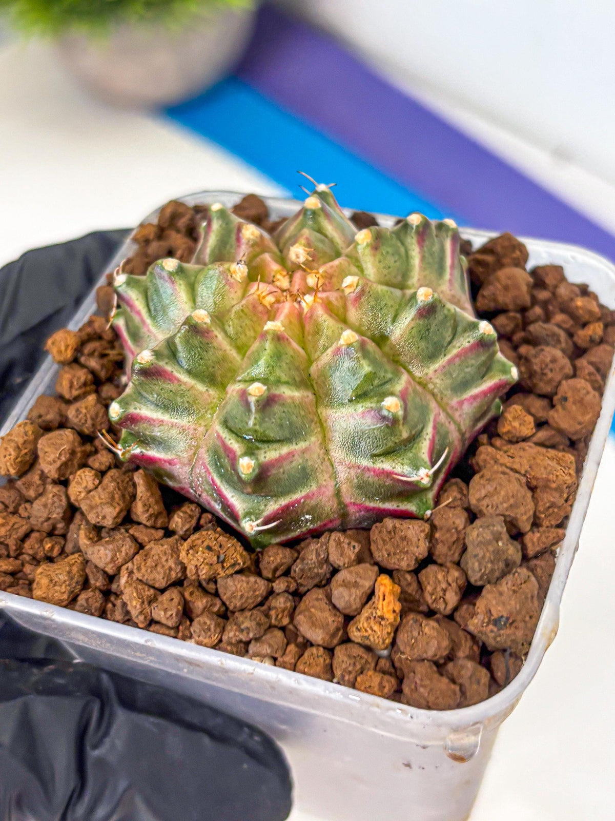 Gymnocalycium Neon (gy16) (4) | Variegated cactus