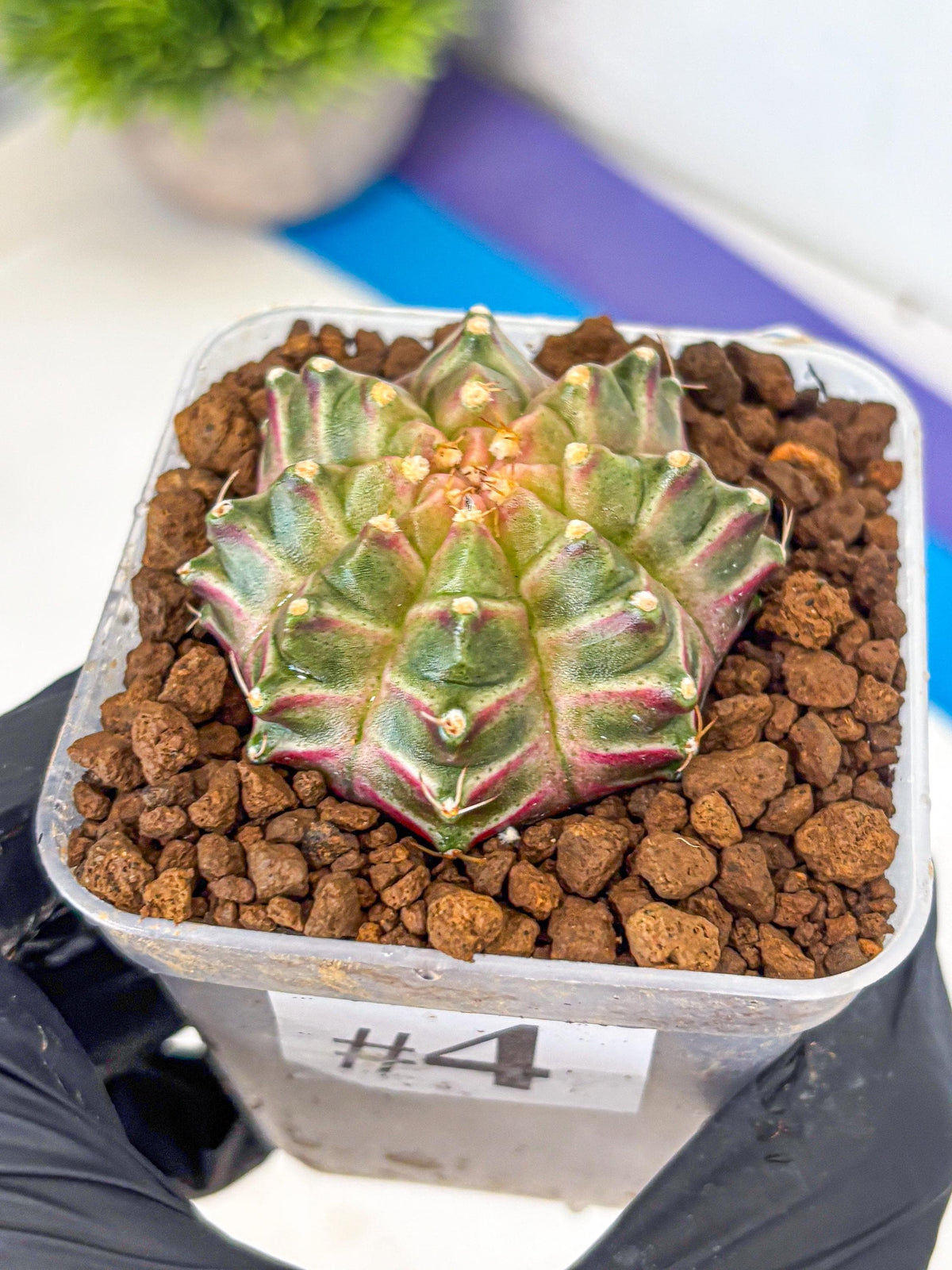 Gymnocalycium Neon (gy16) (4) | Variegated cactus