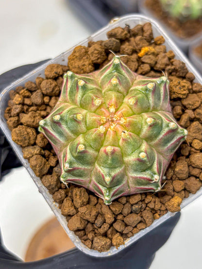 Gymnocalycium Neon (gy16) (4) | Variegated cactus