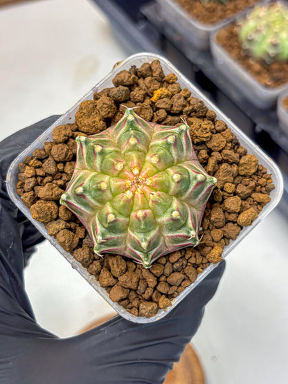 Gymnocalycium Neon (gy16) (4) | Variegated cactus