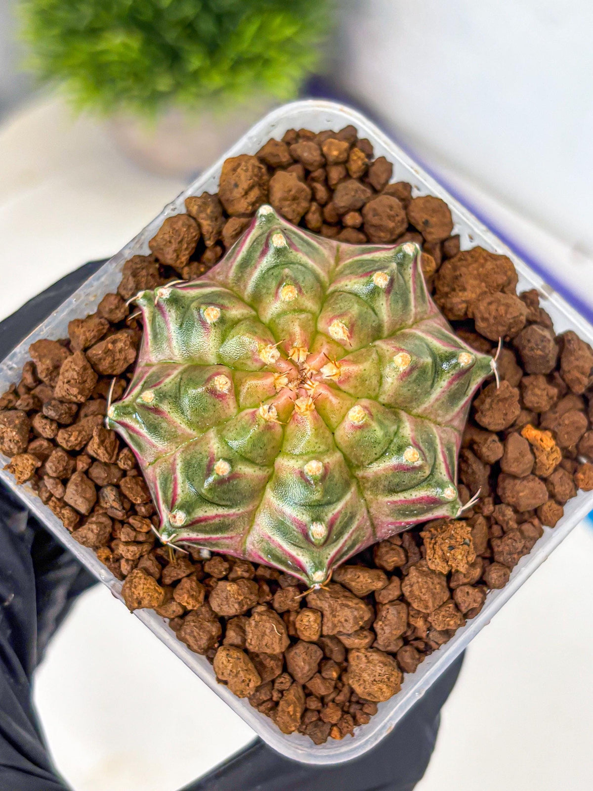 Gymnocalycium Neon (gy16) (4) | Variegated cactus