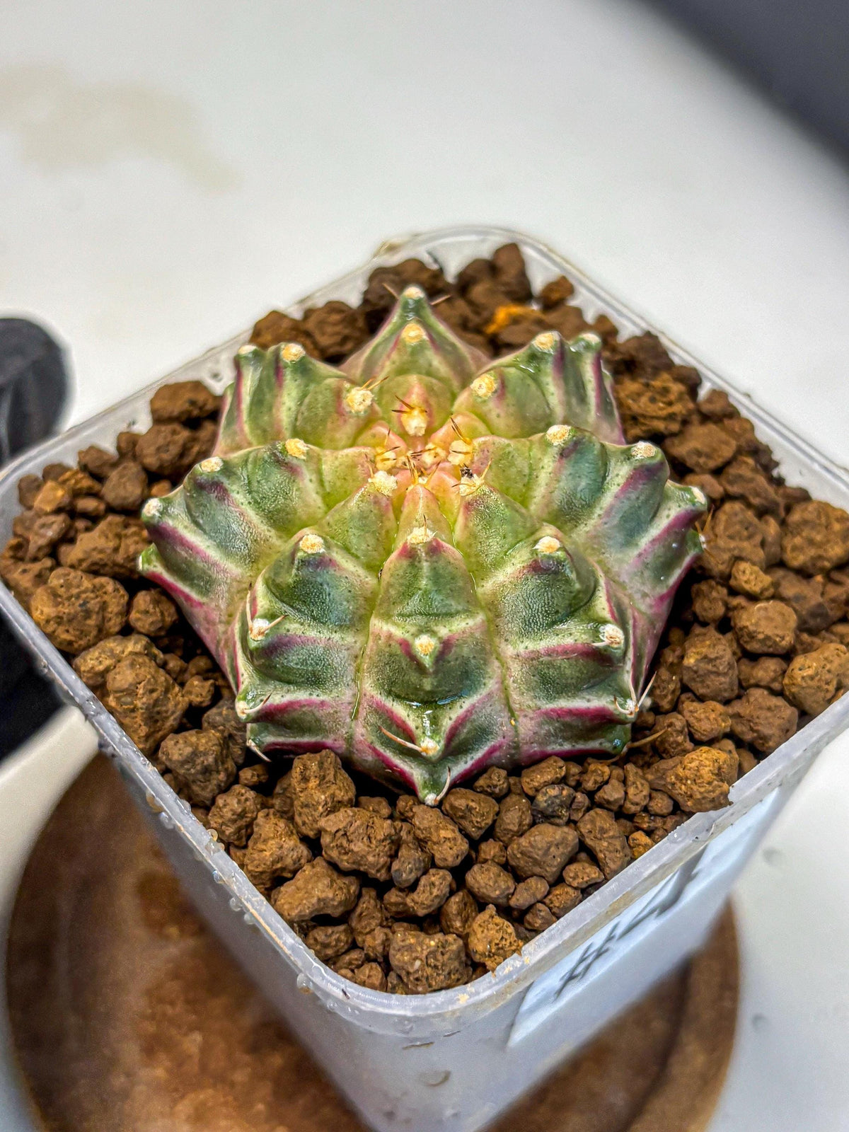 Gymnocalycium Neon (gy16) (4) | Variegated cactus