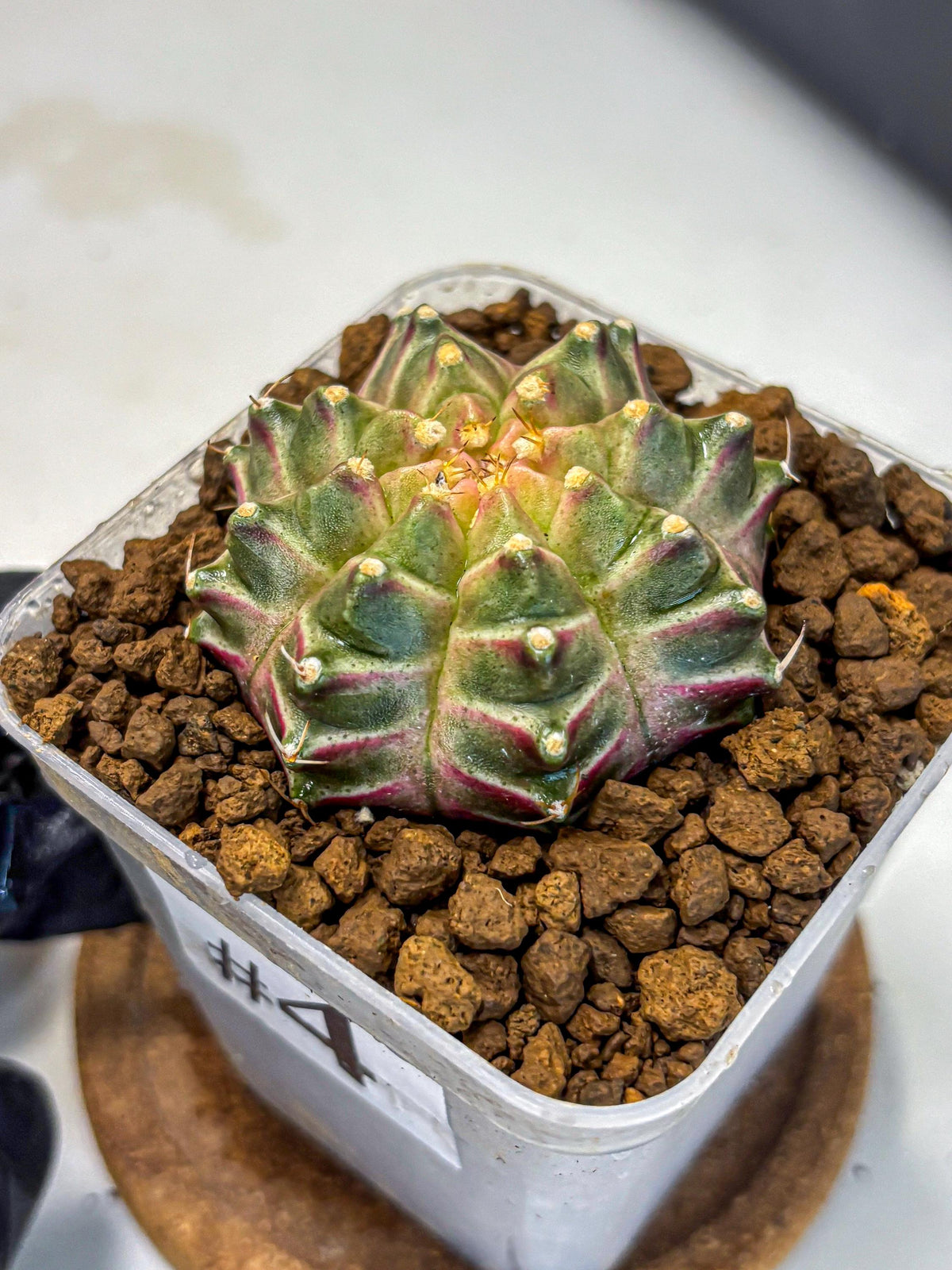 Gymnocalycium Neon (gy16) (4) | Variegated cactus