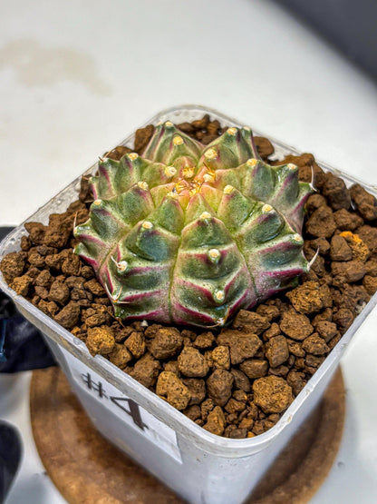 Gymnocalycium Neon (gy16) (4) | Variegated cactus