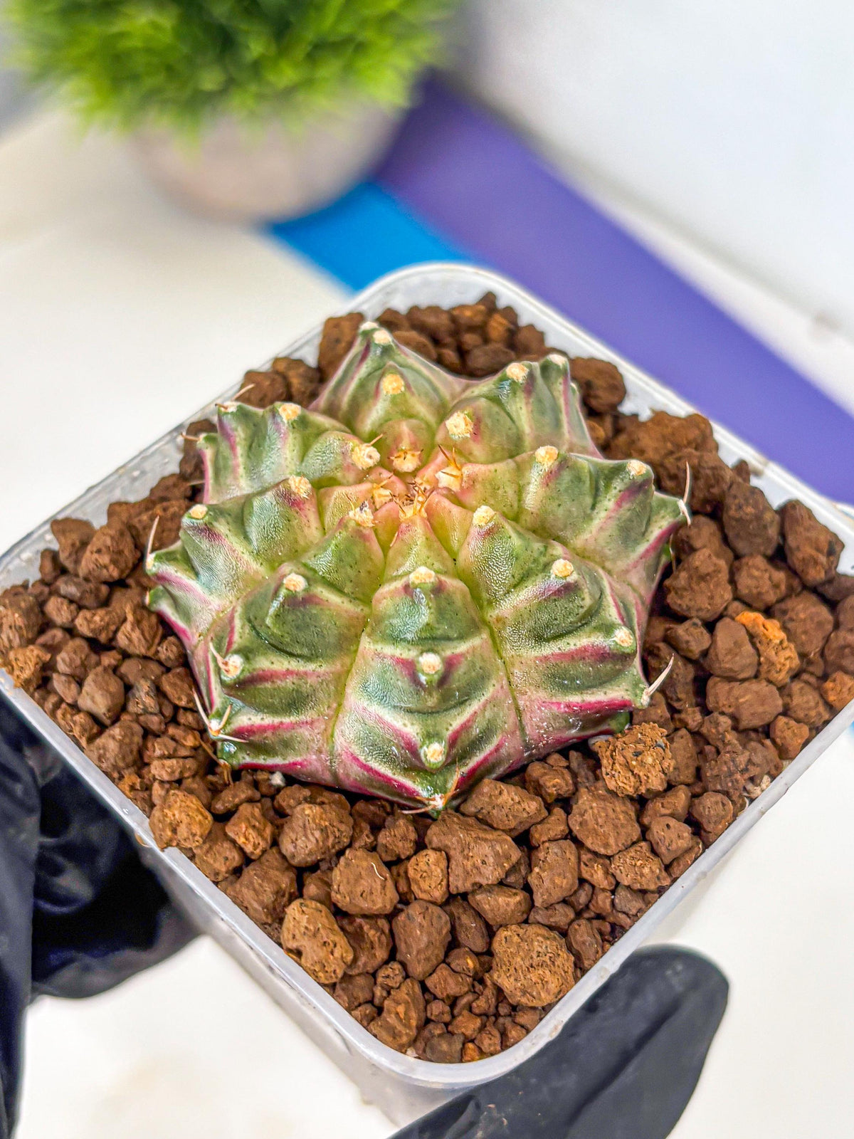 Gymnocalycium Neon (gy16) (4) | Variegated cactus
