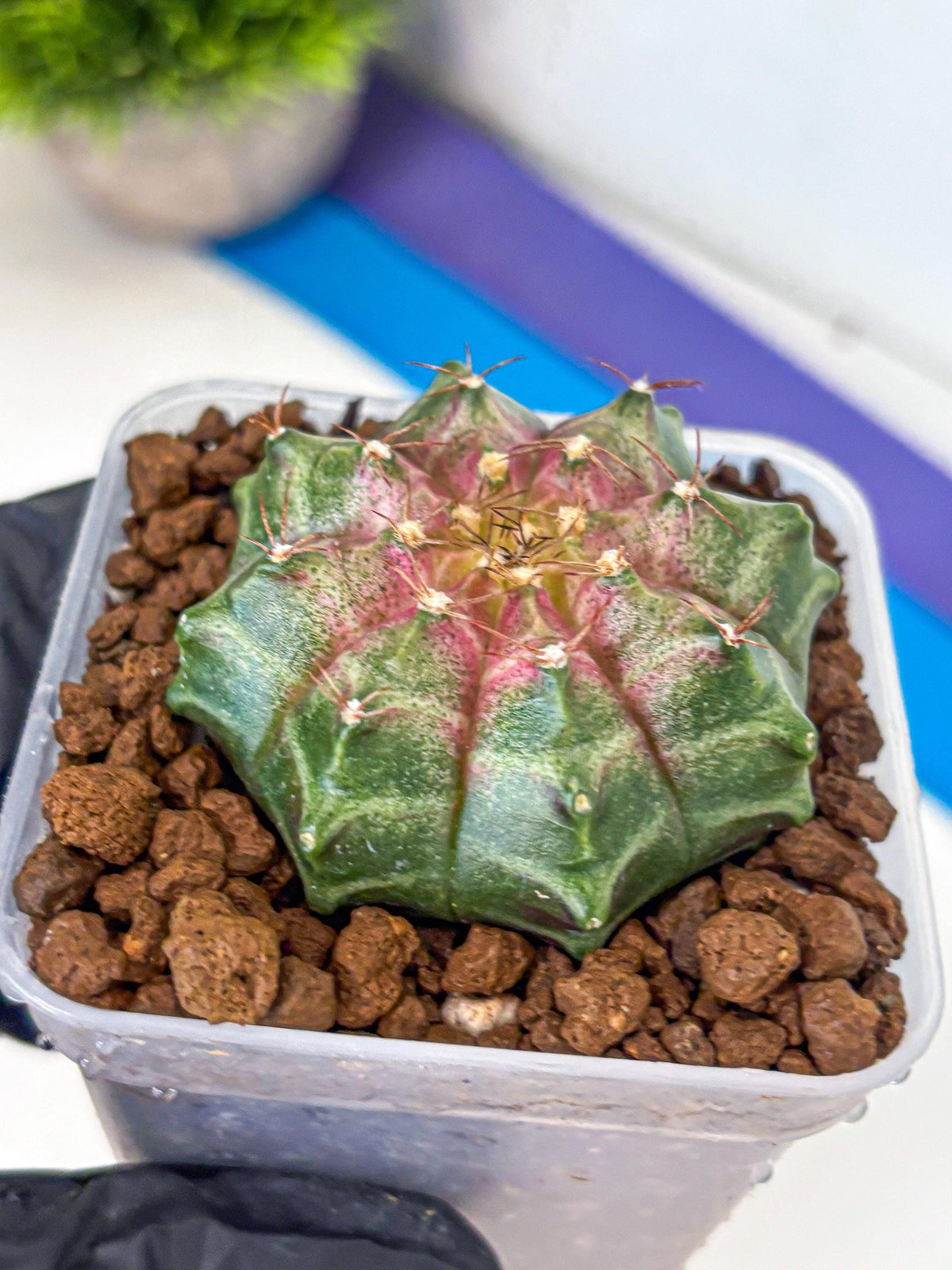 Gymnocalycium Neon (gy16) (7) | Variegated cactus