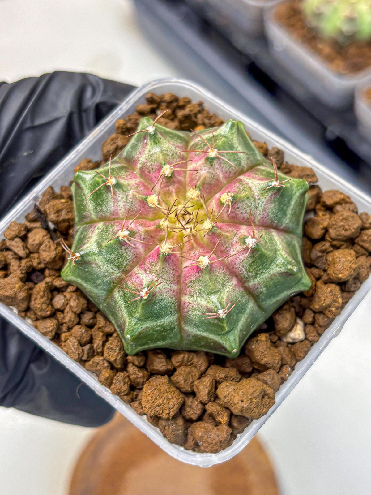 Gymnocalycium Neon (gy16) (7) | Variegated cactus