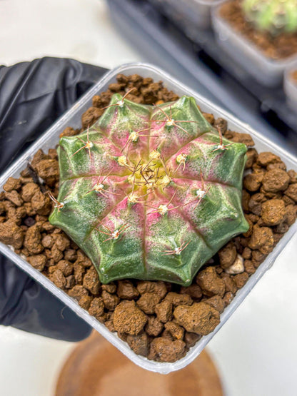 Gymnocalycium Neon (gy16) (7) | Variegated cactus