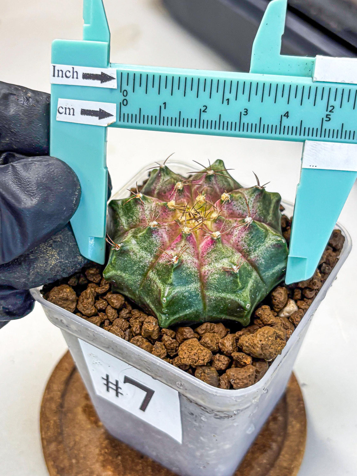 Gymnocalycium Neon (gy16) (7) | Variegated cactus