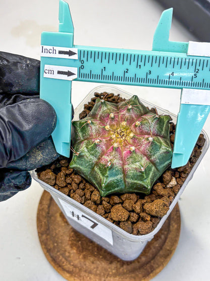 Gymnocalycium Neon (gy16) (7) | Variegated cactus