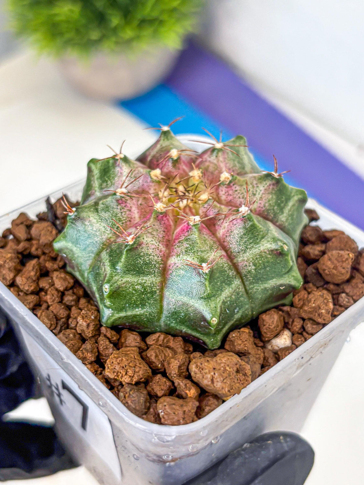 Gymnocalycium Neon (gy16) (7) | Variegated cactus
