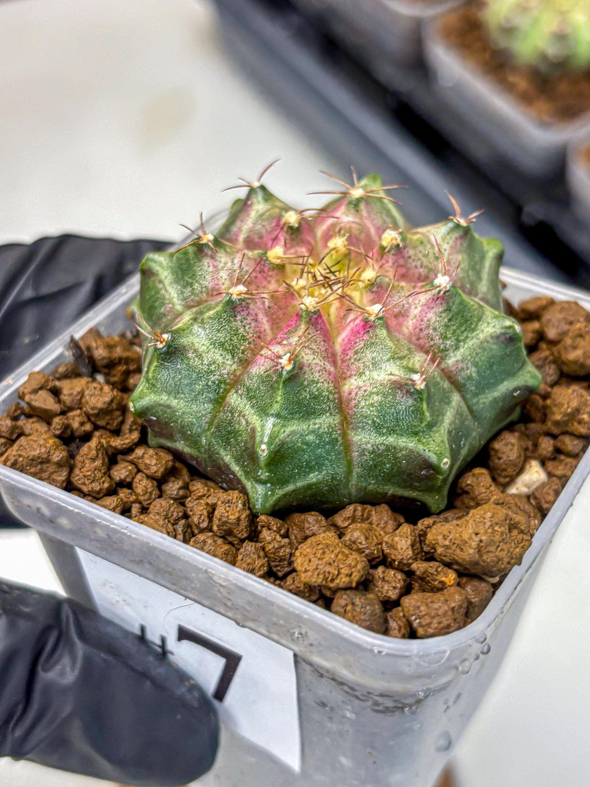 Gymnocalycium Neon (gy16) (7) | Variegated cactus
