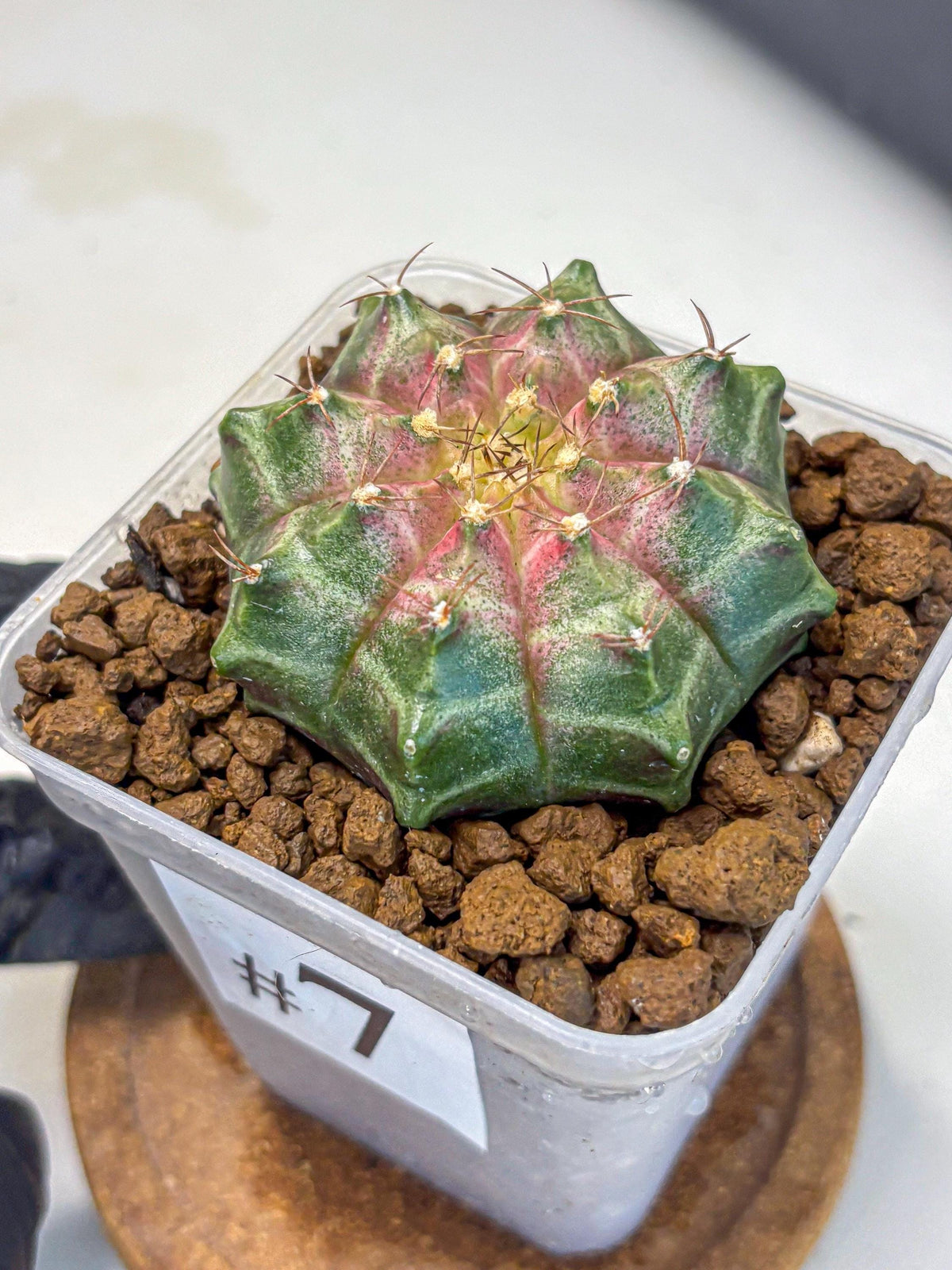 Gymnocalycium Neon (gy16) (7) | Variegated cactus