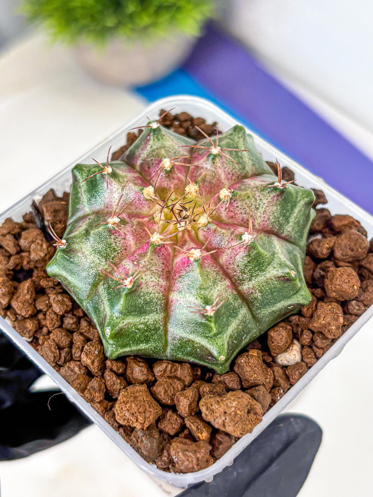Gymnocalycium Neon (gy16) (7) | Variegated cactus