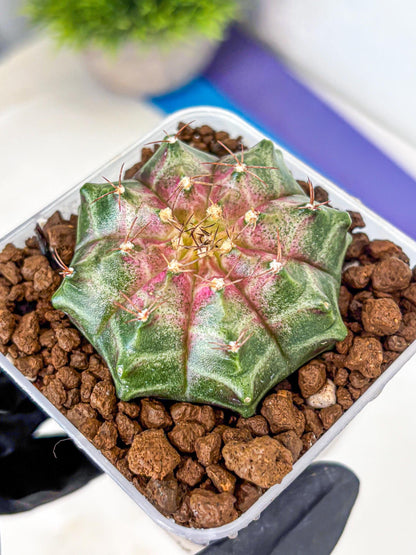 Gymnocalycium Neon (gy16) (7) | Variegated cactus