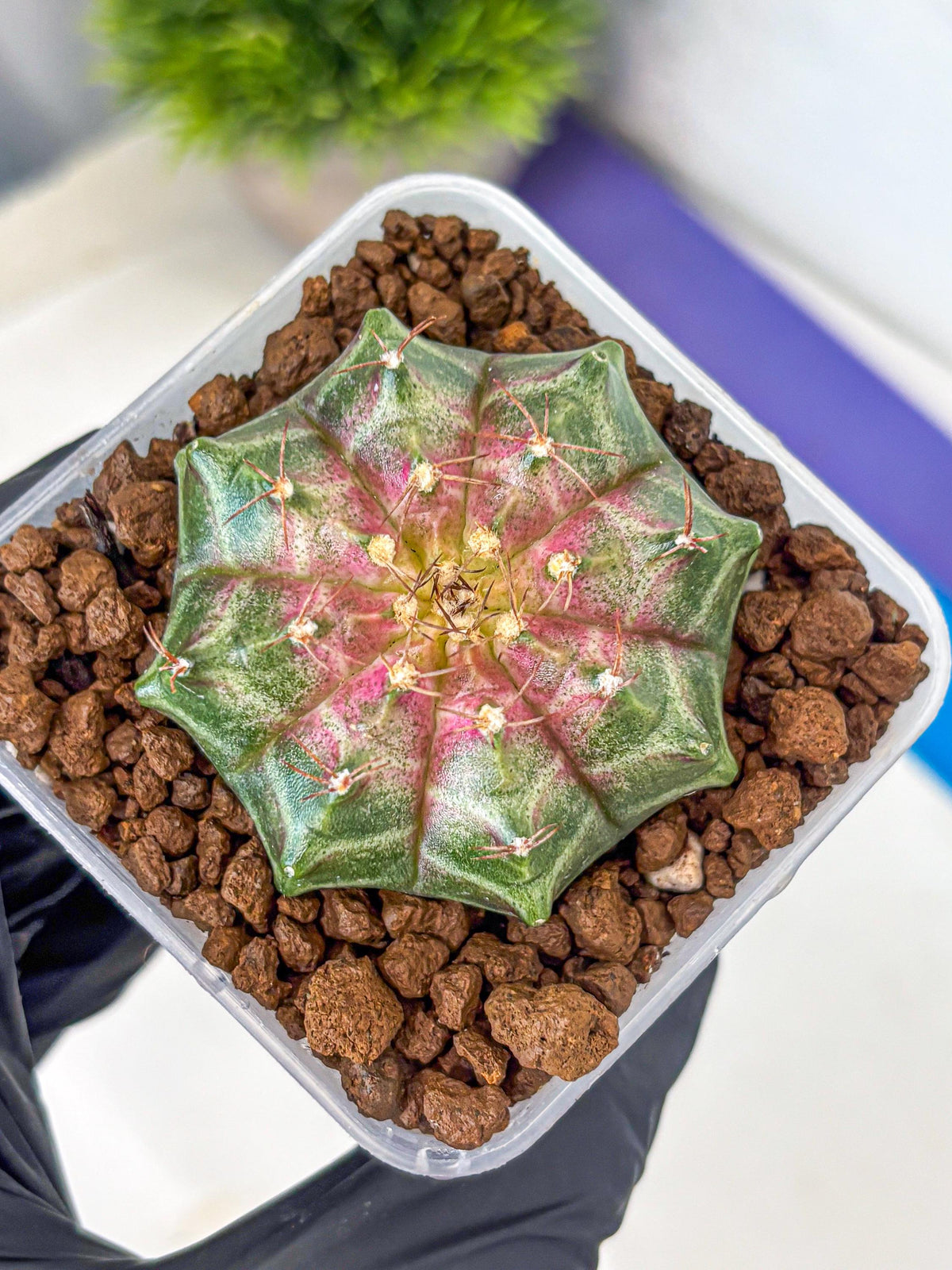 Gymnocalycium Neon (gy16) (7) | Variegated cactus