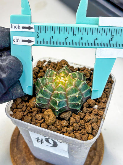 Gymnocalycium Neon (gy16) (9) | Variegated cactus