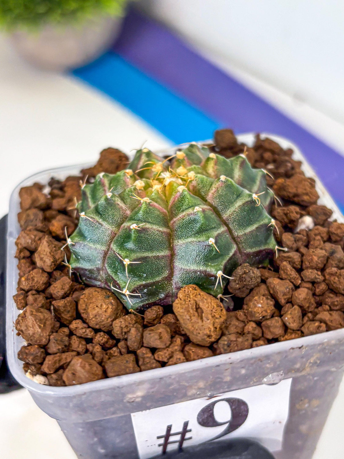 Gymnocalycium Neon (gy16) (9) | Variegated cactus