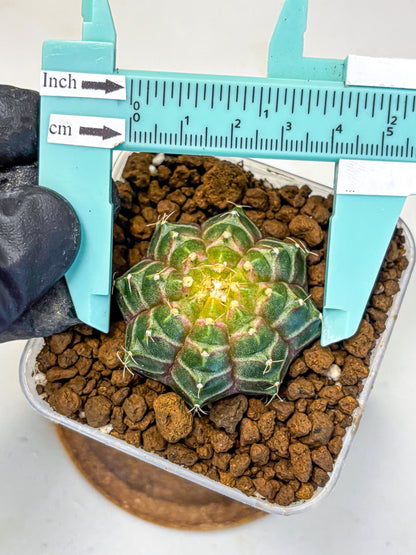 Gymnocalycium Neon (gy16) (9) | Variegated cactus