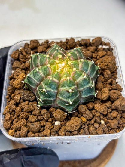 Gymnocalycium Neon (gy16) (9) | Variegated cactus