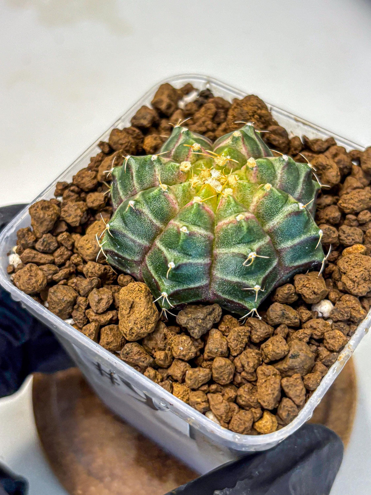 Gymnocalycium Neon (gy16) (9) | Variegated cactus