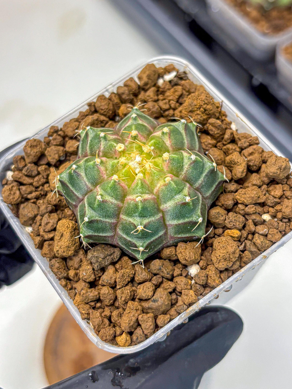 Gymnocalycium Neon (gy16) (9) | Variegated cactus