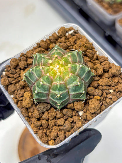 Gymnocalycium Neon (gy16) (9) | Variegated cactus