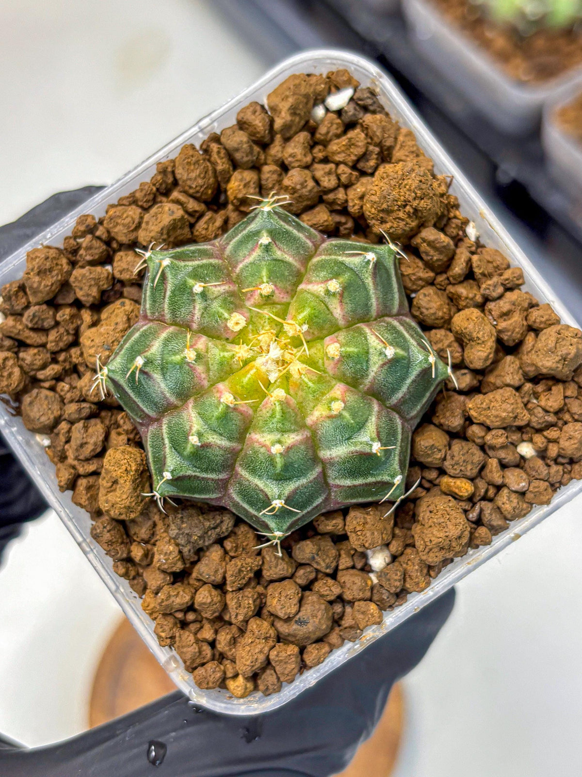 Gymnocalycium Neon (gy16) (9) | Variegated cactus