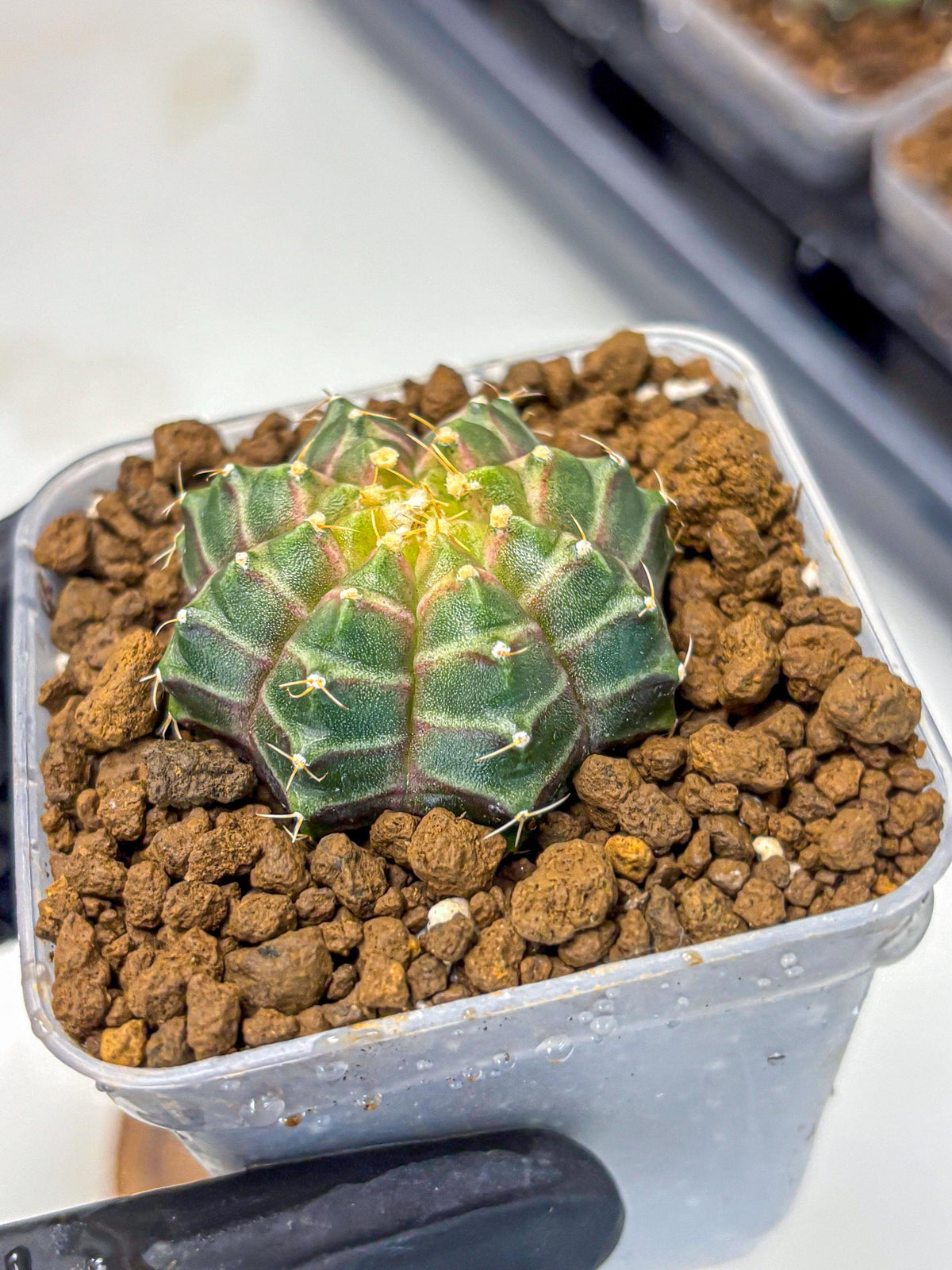 Gymnocalycium Neon (gy16) (9) | Variegated cactus