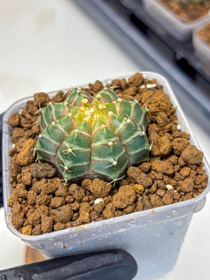 Gymnocalycium Neon (gy16) (9) | Variegated cactus