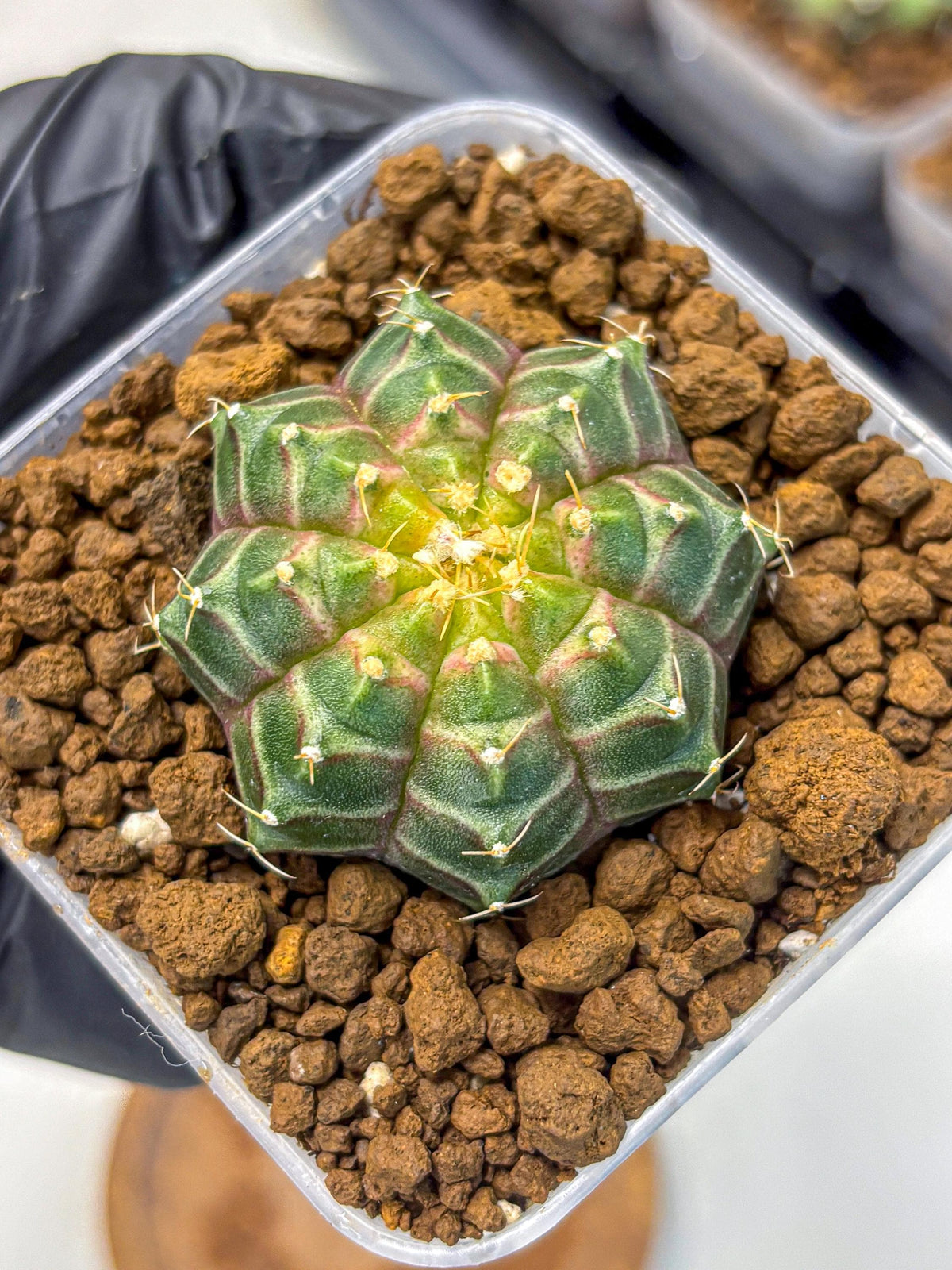 Gymnocalycium Neon (gy16) (9) | Variegated cactus