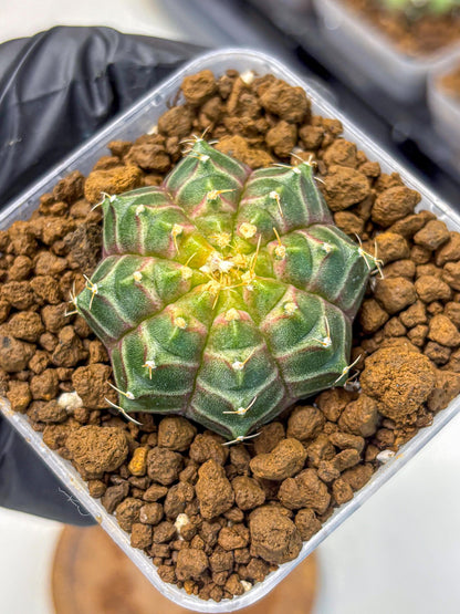 Gymnocalycium Neon (gy16) (9) | Variegated cactus