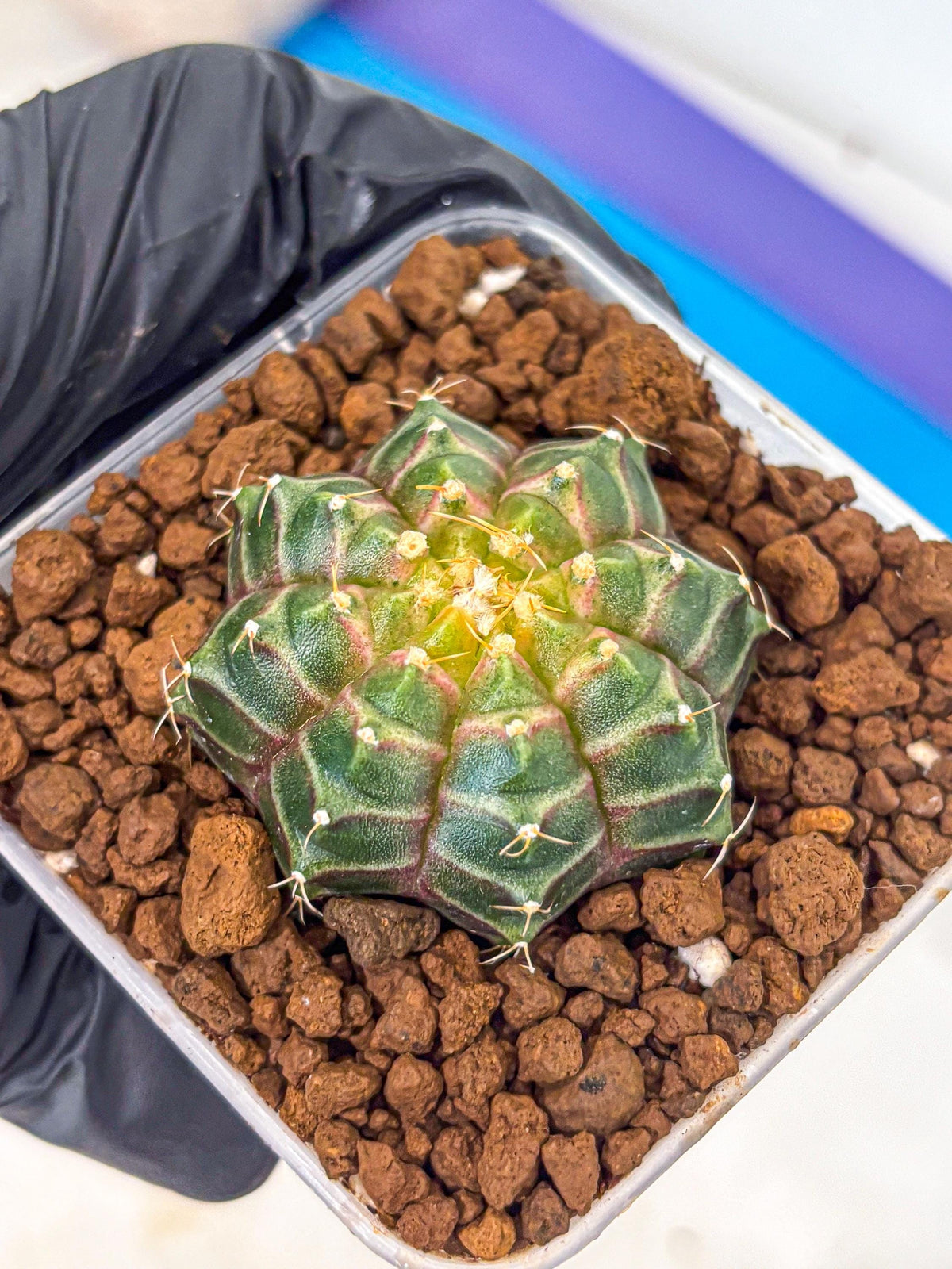 Gymnocalycium Neon (gy16) (9) | Variegated cactus