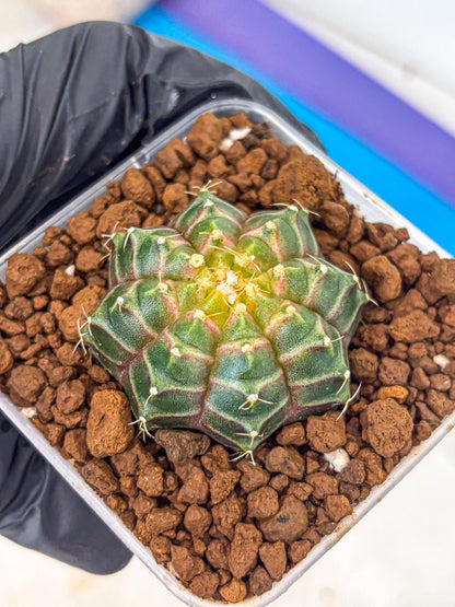 Gymnocalycium Neon (gy16) (9) | Variegated cactus