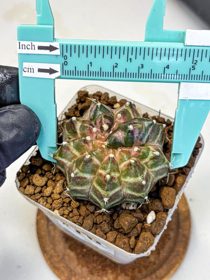 Gymnocalycium Neon (gy16) (10) | Variegated cactus