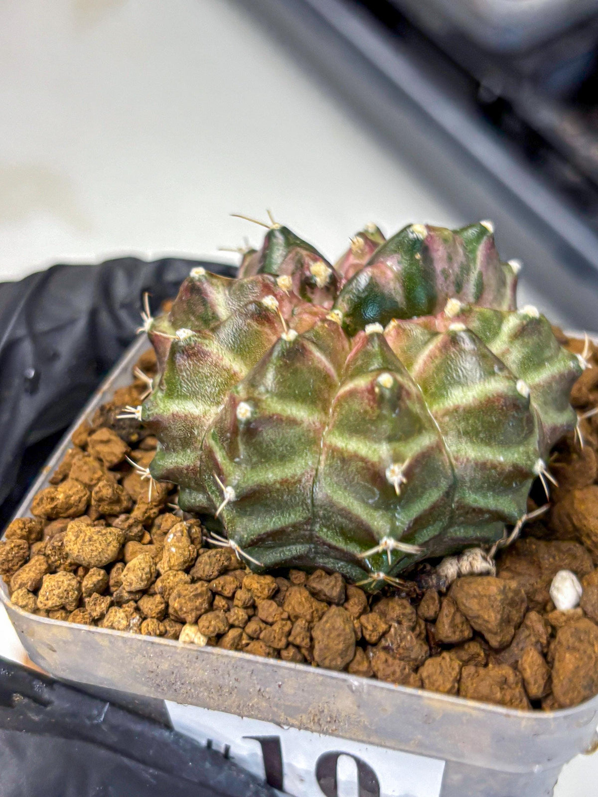 Gymnocalycium Neon (gy16) (10) | Variegated cactus