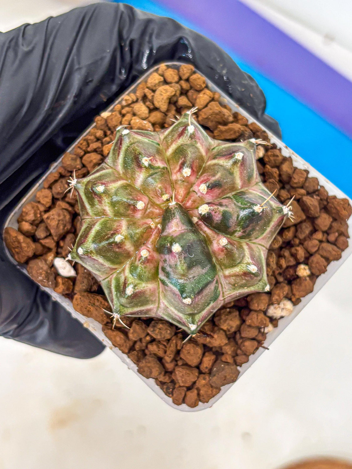Gymnocalycium Neon (gy16) (10) | Variegated cactus