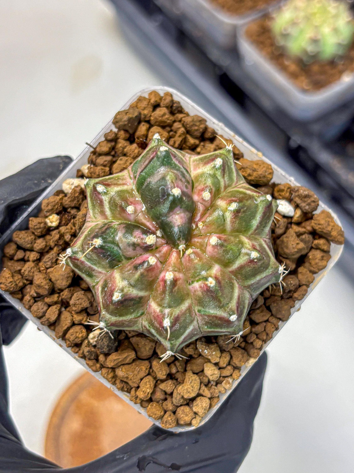 Gymnocalycium Neon (gy16) (10) | Variegated cactus