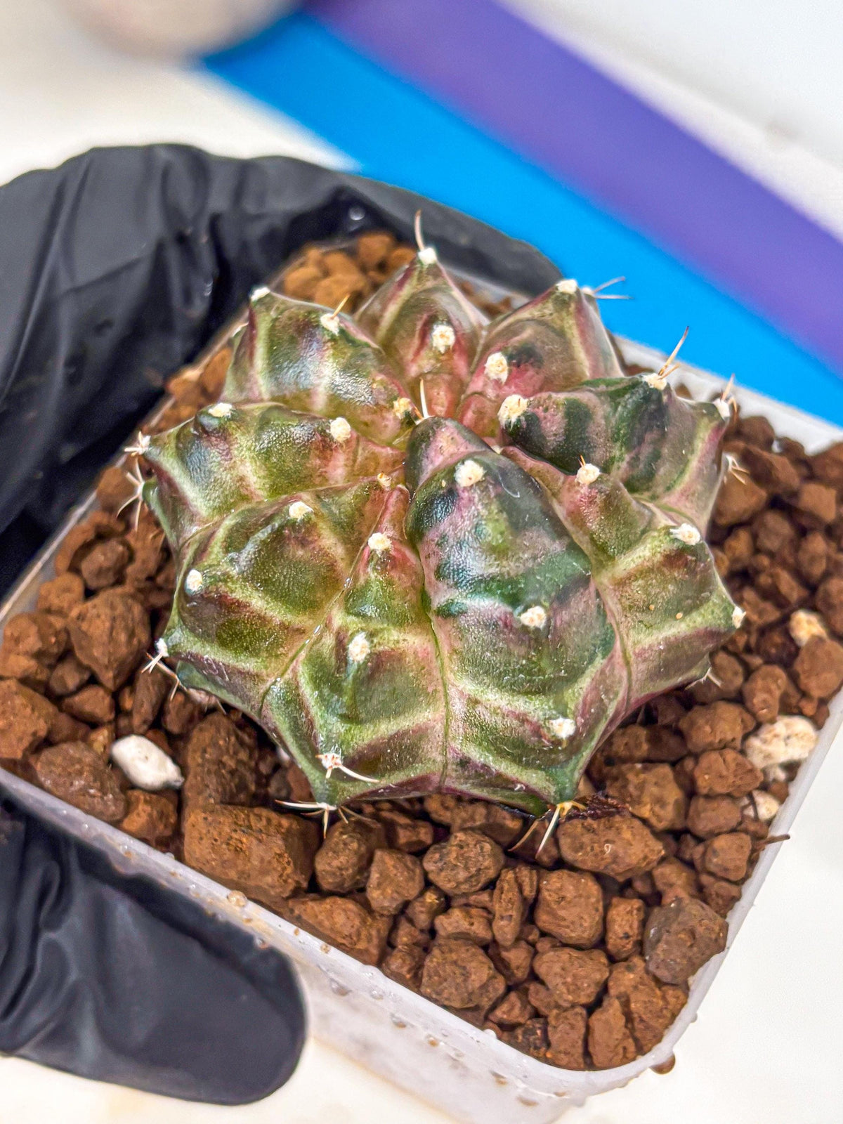 Gymnocalycium Neon (gy16) (10) | Variegated cactus