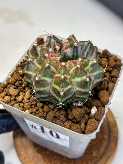 Gymnocalycium Neon (gy16) (10) | Variegated cactus