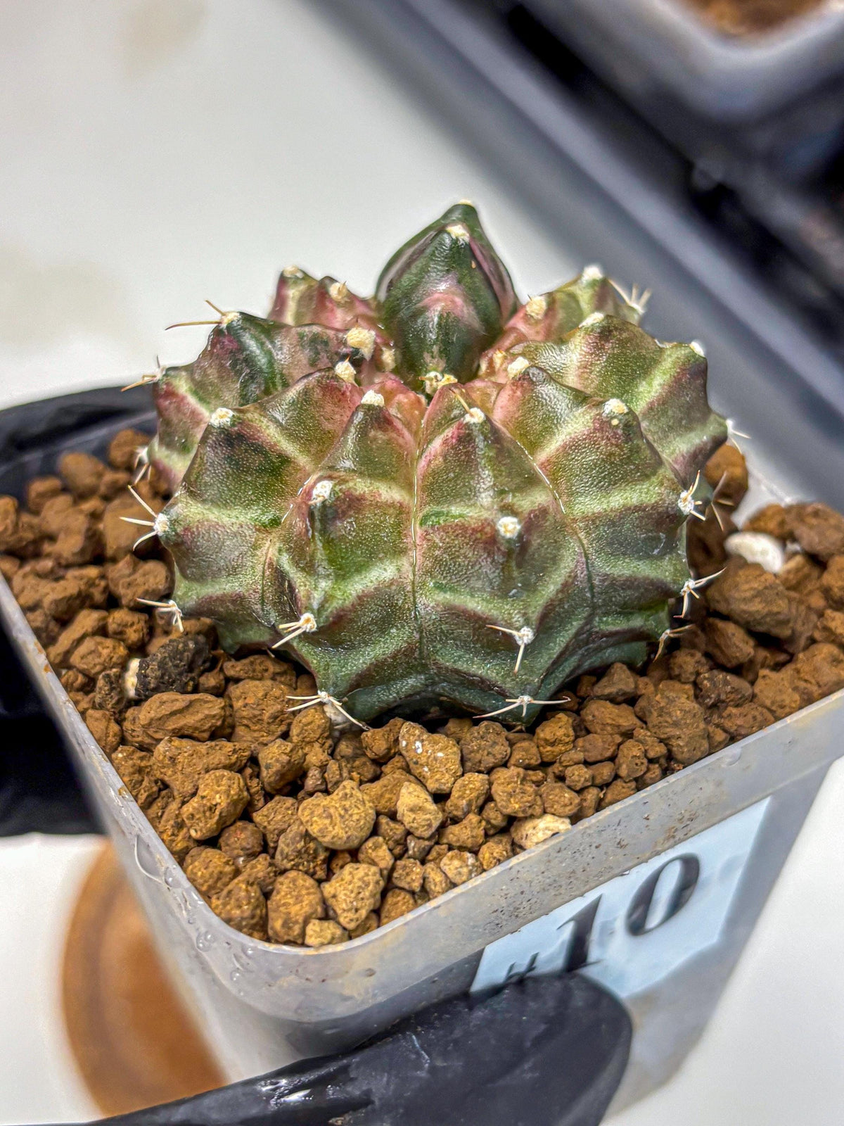 Gymnocalycium Neon (gy16) (10) | Variegated cactus