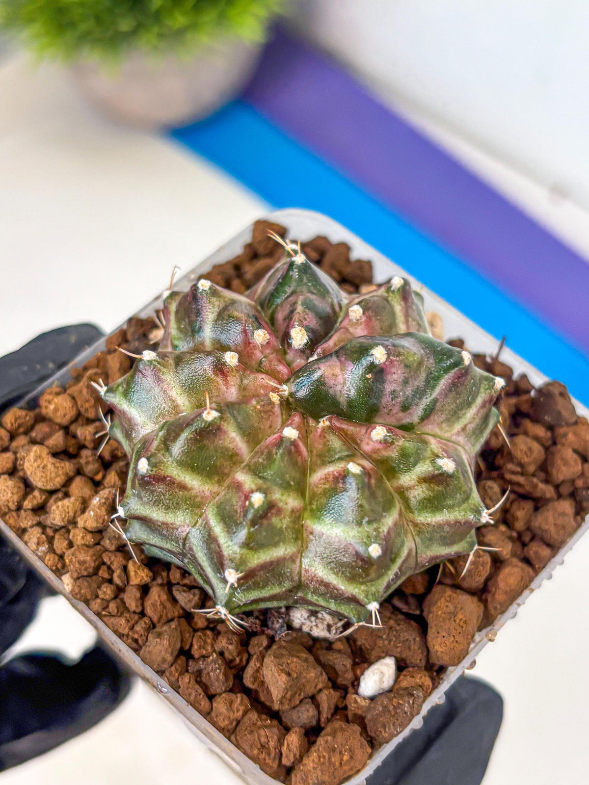 Gymnocalycium Neon (gy16) (10) | Variegated cactus