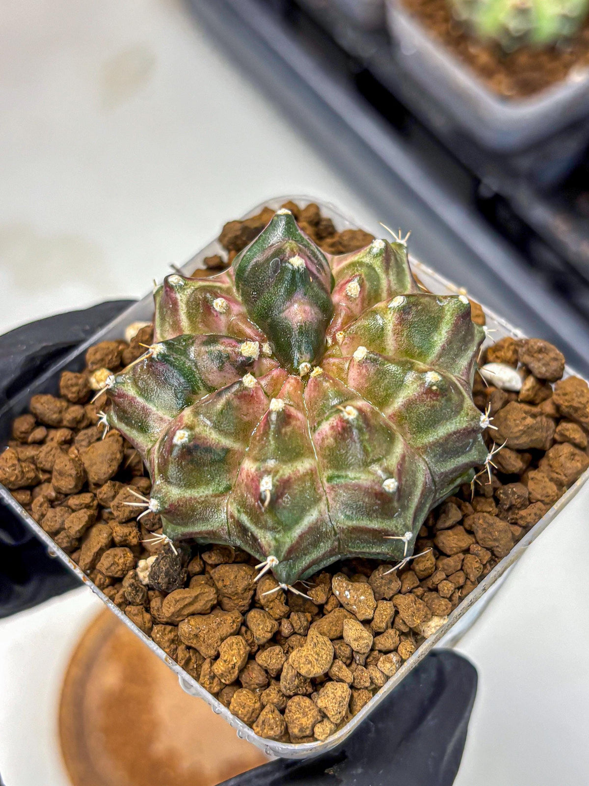 Gymnocalycium Neon (gy16) (10) | Variegated cactus