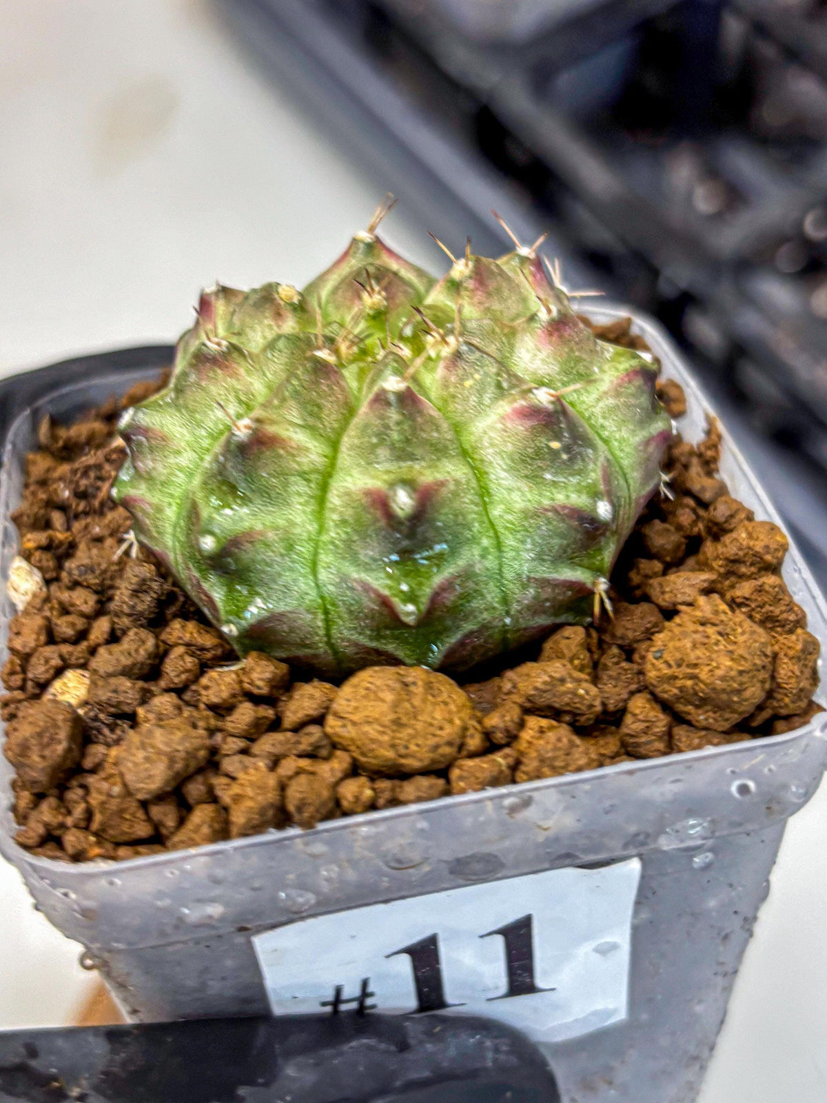 Gymnocalycium Neon (gy16) (11) | Variegated cactus