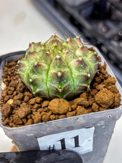 Gymnocalycium Neon (gy16) (11) | Variegated cactus